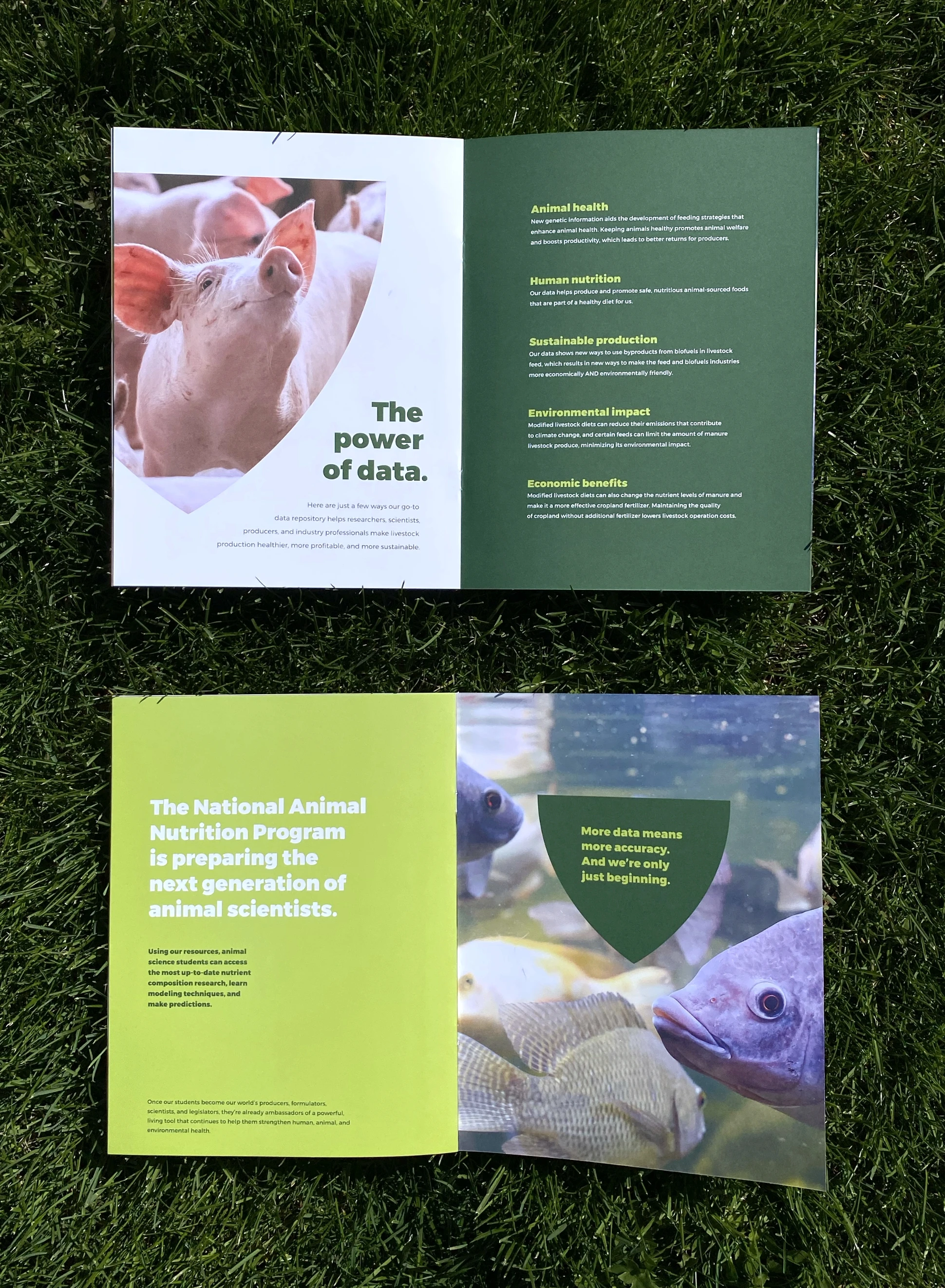 A green brochure with a picture of a pig on the grass.