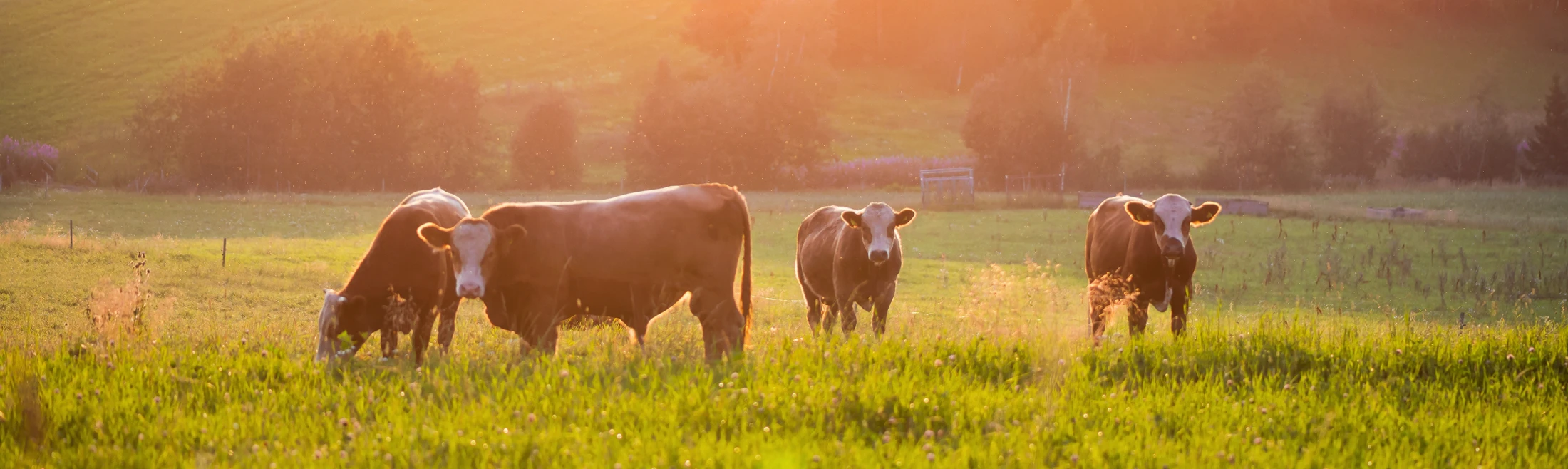 A group of cows grazing in a field at sunset.